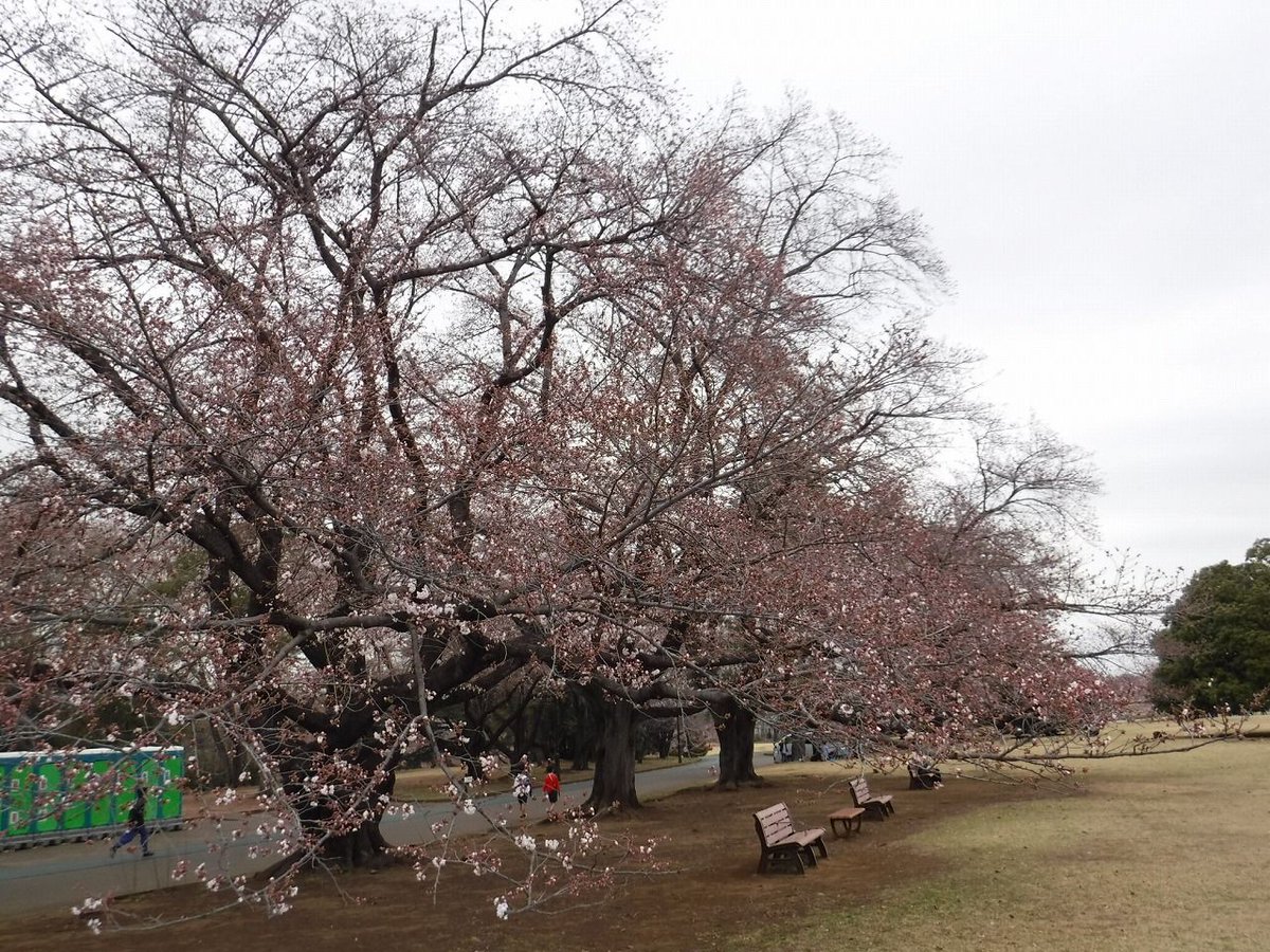 狭山市役所 V Twitter 3 29 桜開花情報 狭山の 桜 の名所 狭山稲荷山公園 と 智光山公園 の桜の開花情報を更新しました 両公園ともに１分 ２分咲きです 狭山市桜 狭山市 T Co 1x01esbtoc