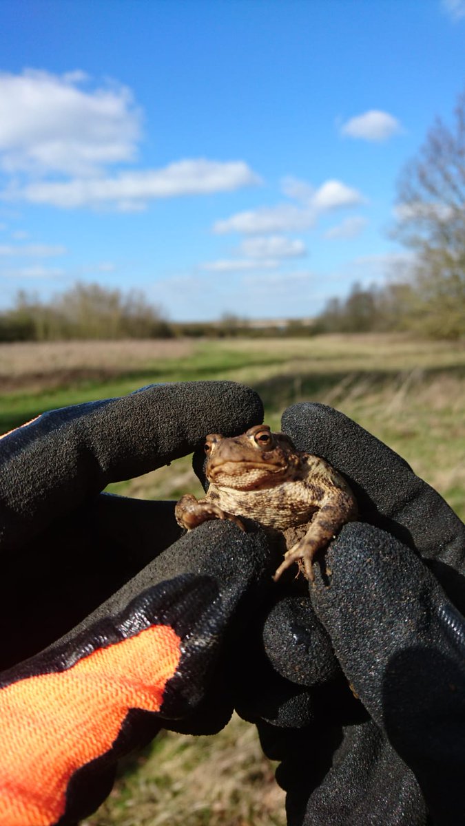 A sign of spring at Grafham Water this week 🐸 This little toad was carefully moved to a safe place to avoid further disturbance