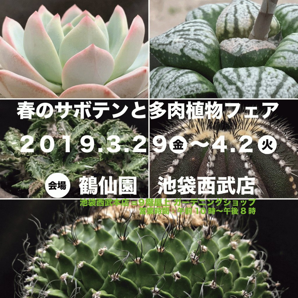 𝗞𝗔𝗞𝗨𝗦𝗘𝗡 𝗘𝗡 En Twitter 3月30日にお越しいただく方へのお知らせ 春のサボテンと多肉植物フェア19 T Co Dgwdtl5h51