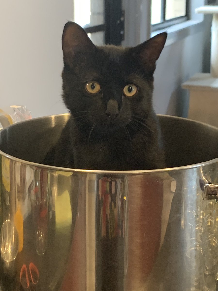 MelbourneCat tweet picture