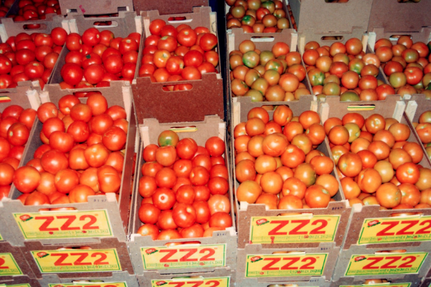 Tendaijoe's tweet photo. Limpopo's ZZ2 (Pty) Ltd is the largest privately owned producer of tomatoes in the world and supplies 40% of South Africaโs tomatoes. #KnowYourSA https://t.co/ZyScbPSQDc