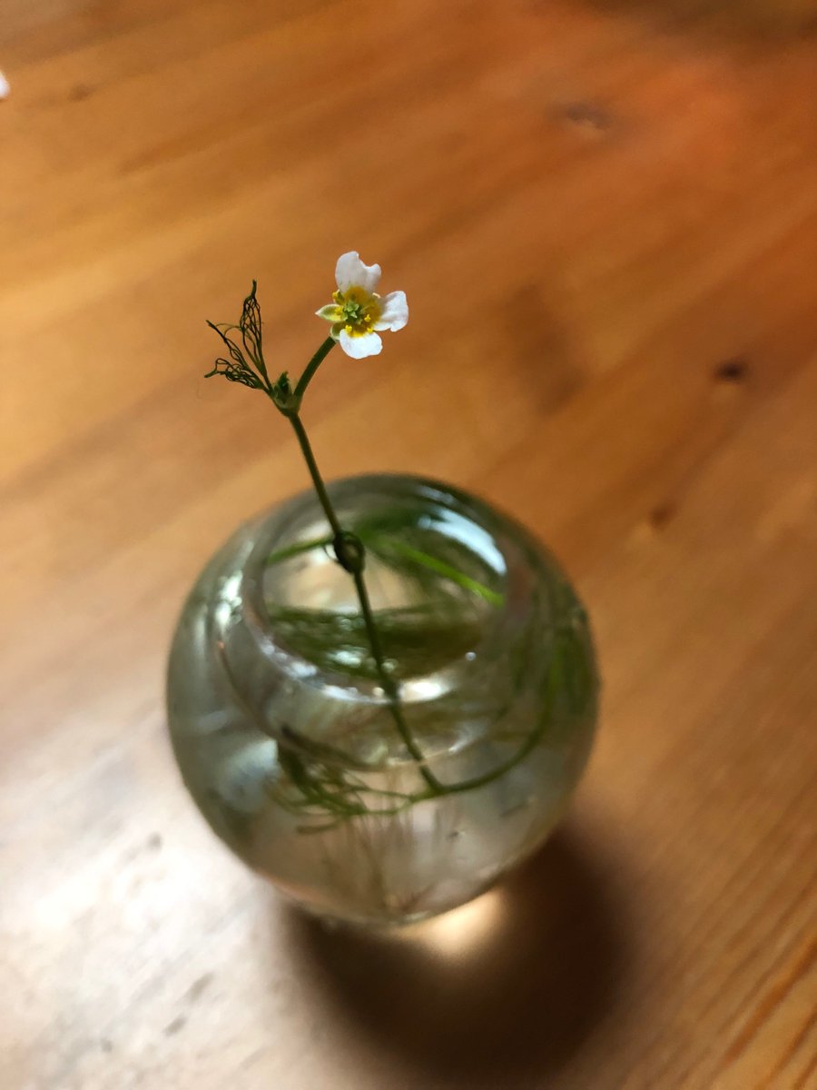 伊勢武史 على تويتر 梅花藻の花が咲いた こんなちっちゃい入れ物のなかでよくがんばってる