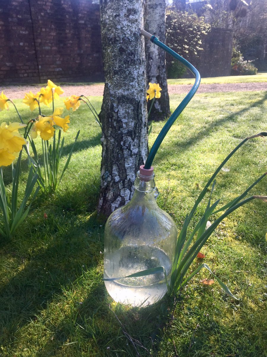 Macreddin's tweet photo. Our annual tree sap tapping... #wildfoodspantry #desserts #thestrawberrytree #wines #syrups https://t.co/pu6v3cRigp