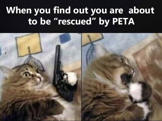 DomPict's tweet photo. TOP 75 Funny Cats Memes
https://t.co/AU70uhNVB8 https://t.co/8x6uy4qYe4