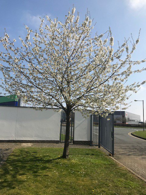#Blossom on the tree...everywhere I look around. #Spring has arrived at the @MKBC. Hope everyone is looking forward to the weekend. #springtimeinbloom #Friyay