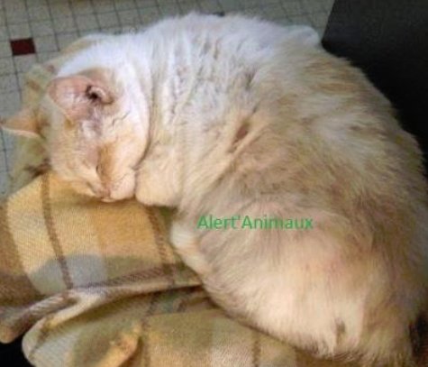 Missing Animaux 81 29 03 19 Perdue Chatte Blanc Roux Yeux Bleus A Albi Rue Rinaldi Zezette Tel 06 34 12 10 85 Tarn Chat