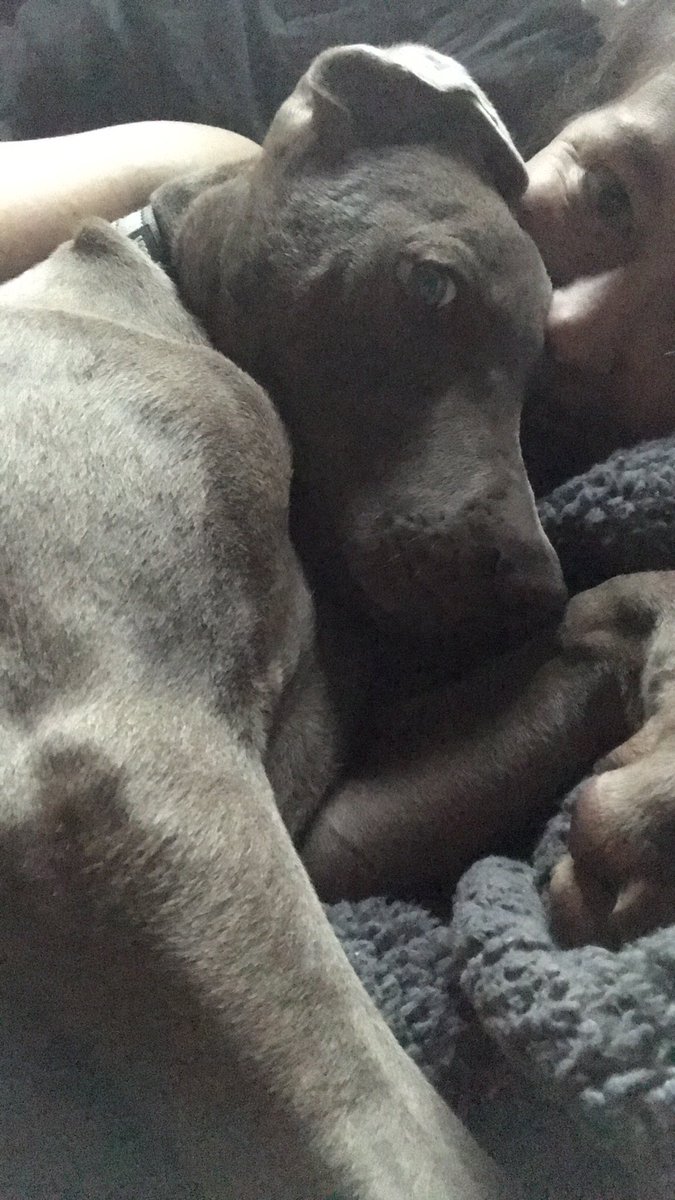 j_match22's tweet photo. Brandyn forbids Loki from sleep in the bed. Brandyn worked last night. Loki slept in the bed. 🙃😍 https://t.co/Pal0UaAQM3