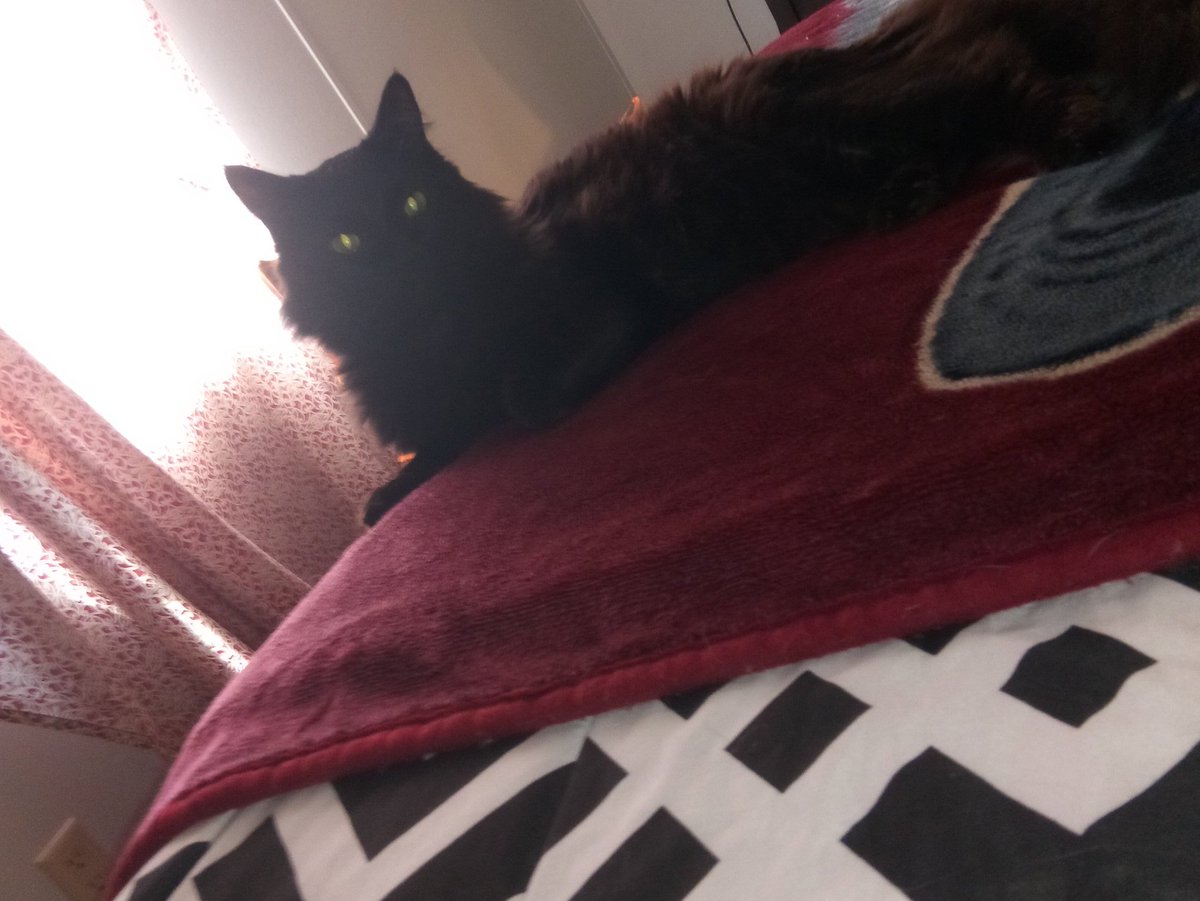 ThundercatKit's tweet image. // My cat Xenomorph #Aliens #AVP #UltimatePredator #Xenomorph