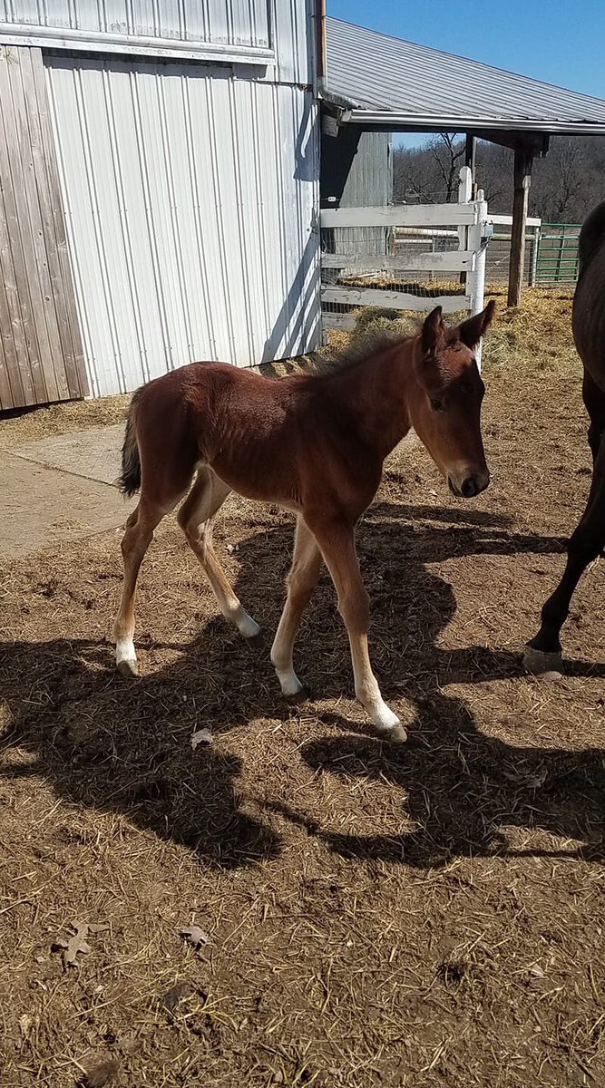 SVFstallions's tweet photo. Happy #FoalFriday from these handsome little devils by @Seaside_148 💕 https://t.co/mss04ULuhX
