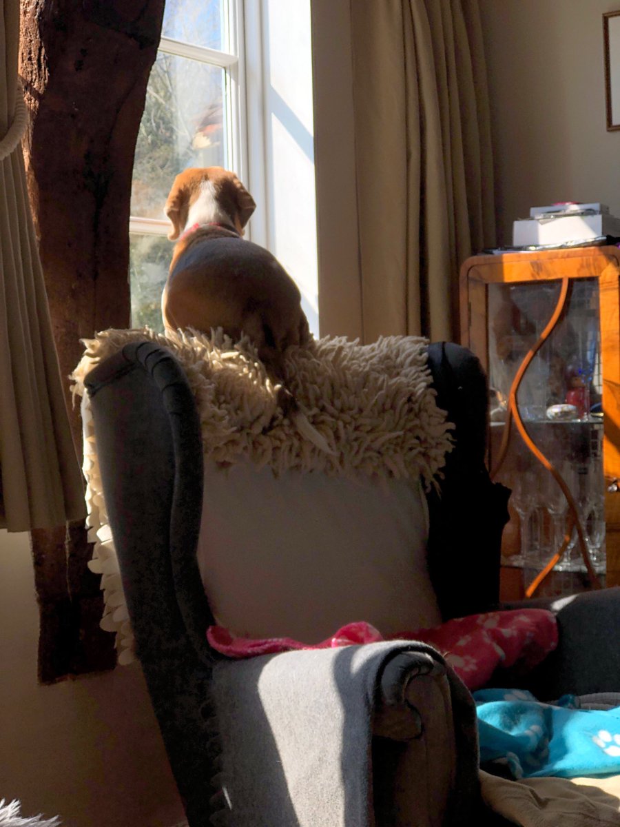 Saying good-bye to my pups...