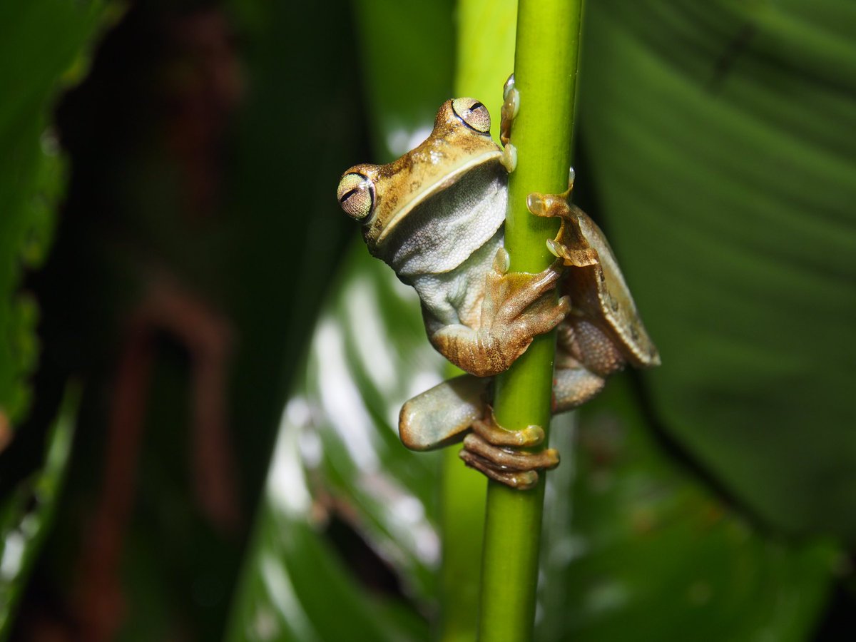 amandabamford's tweet photo. Gladiator #frog (Boana rosenbergi) from Costa Rica- Happy #FrogFriday https://t.co/vcutSlB7Zs
