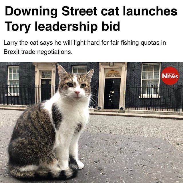 Fayke_News's tweet photo. Larry is polling ahead of @michael.gove.mp in the #toryleadership race. #faykenews
.
.
.
.
.
#Fakenews #satire #satiregram #politicalsatire #comedymemes #politicalmemes #political #funnyjokes #instanews #ukpolitics  #politicallyincorrect #politicalcartoo… https://t.co/bBLzfYBSVd https://t.co/nRp63VOk2M