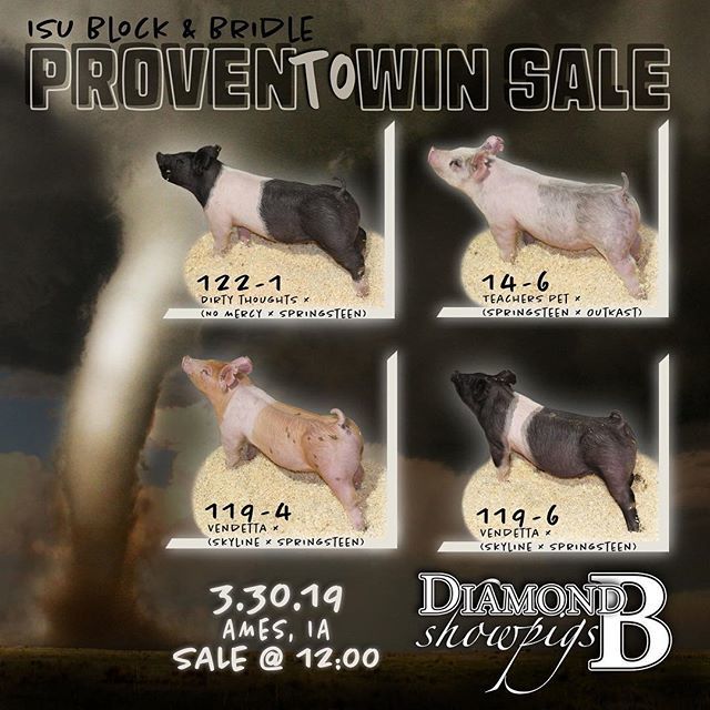 Diamondbshowpig's tweet photo. We're headed to Ames tomorrow with a fun set of barrows that are ready to roll! Find us at the Hansen Center in Ames for the Iowa State Block &amp; Bridle's Proven to Win Pig Sale - pigs sell at noon! https://t.co/LMOD8NB8Es https://t.co/nf46CPKwXA