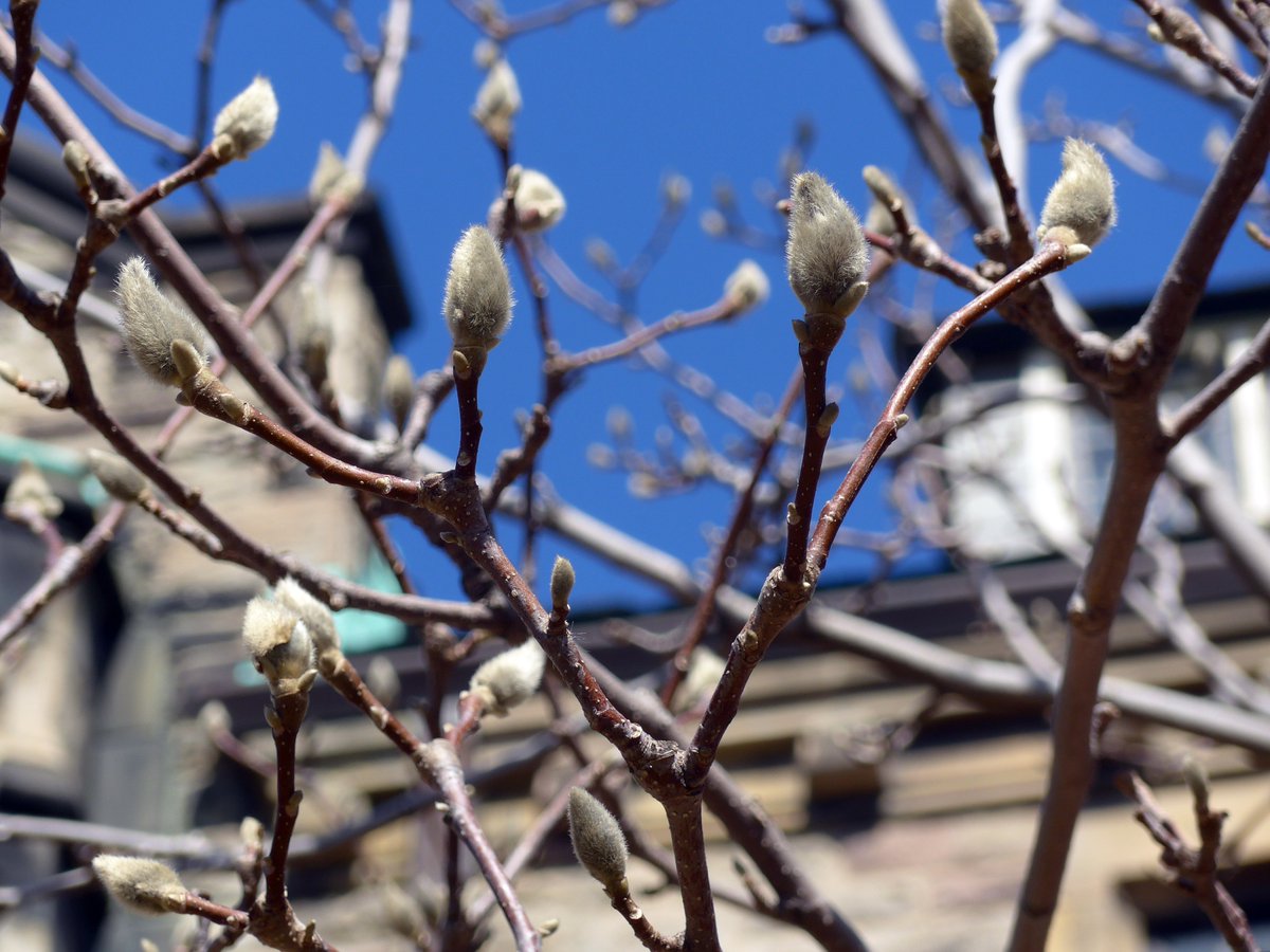 Trinity_College's tweet photo. Beautiful day on the Trinity campus #TrinityQuad #signsofspring #bloomwatch https://t.co/qufOKMq78Z