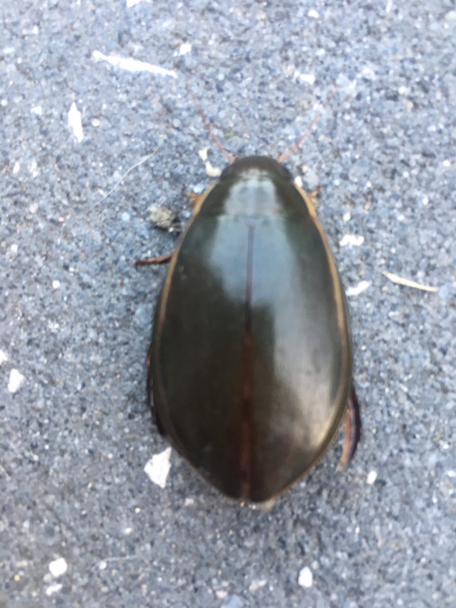 Mariskapoel's tweet photo. ⁦@freekvonk⁩ Deze staat niet in jouw insectenboek. Wel in onze achtertuin...Isabella (6) vraag zich nu af; komt hier ook een tatoo van!? https://t.co/ndBMiCjdzX