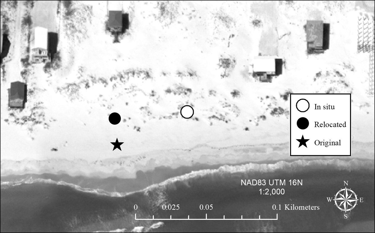 CCB_Journal's tweet image. Comparing the environment conditions of original and relocated #turtlenest locations, researchers assess whether the relocation alters sex ratios, nest productivity, and mitigating threats. bit.ly/2UC89f3 #turtles #turtleresearch #conservation