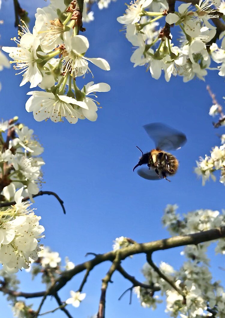 tipi_girl's tweet photo. Happy as a bee in blossom @pv4ulytham #pollinatorpitstop #makeabeeline @GrowWildEngland @StevenFalk1 #bees https://t.co/DiERCG78rE