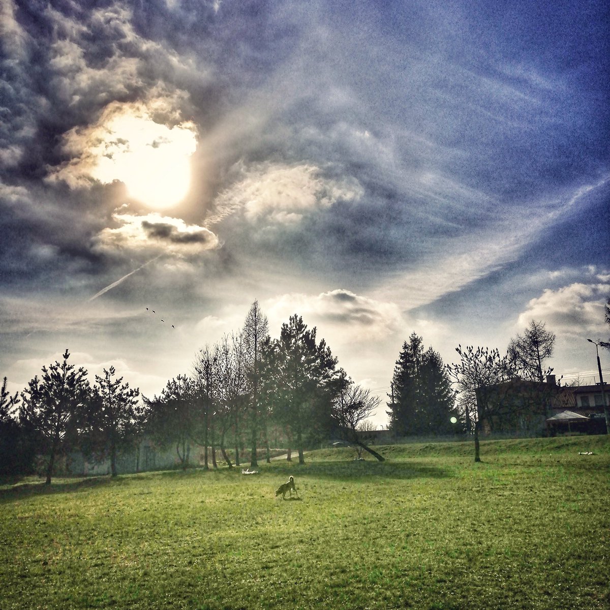 Mariko11982's tweet photo. #march2019 #landscape #dog #springafternoon
#sunnyday #wildnature #meadow #trees #theendofwinter #bluesky #nature #naturaleza #nature_perfection #nature_briliance #perspective #iq_daily #moment #photoblogger #photoart #clouds #clearing #huaweimate10lite #szukaminspiracji https://t.co/4GQgghy5CV