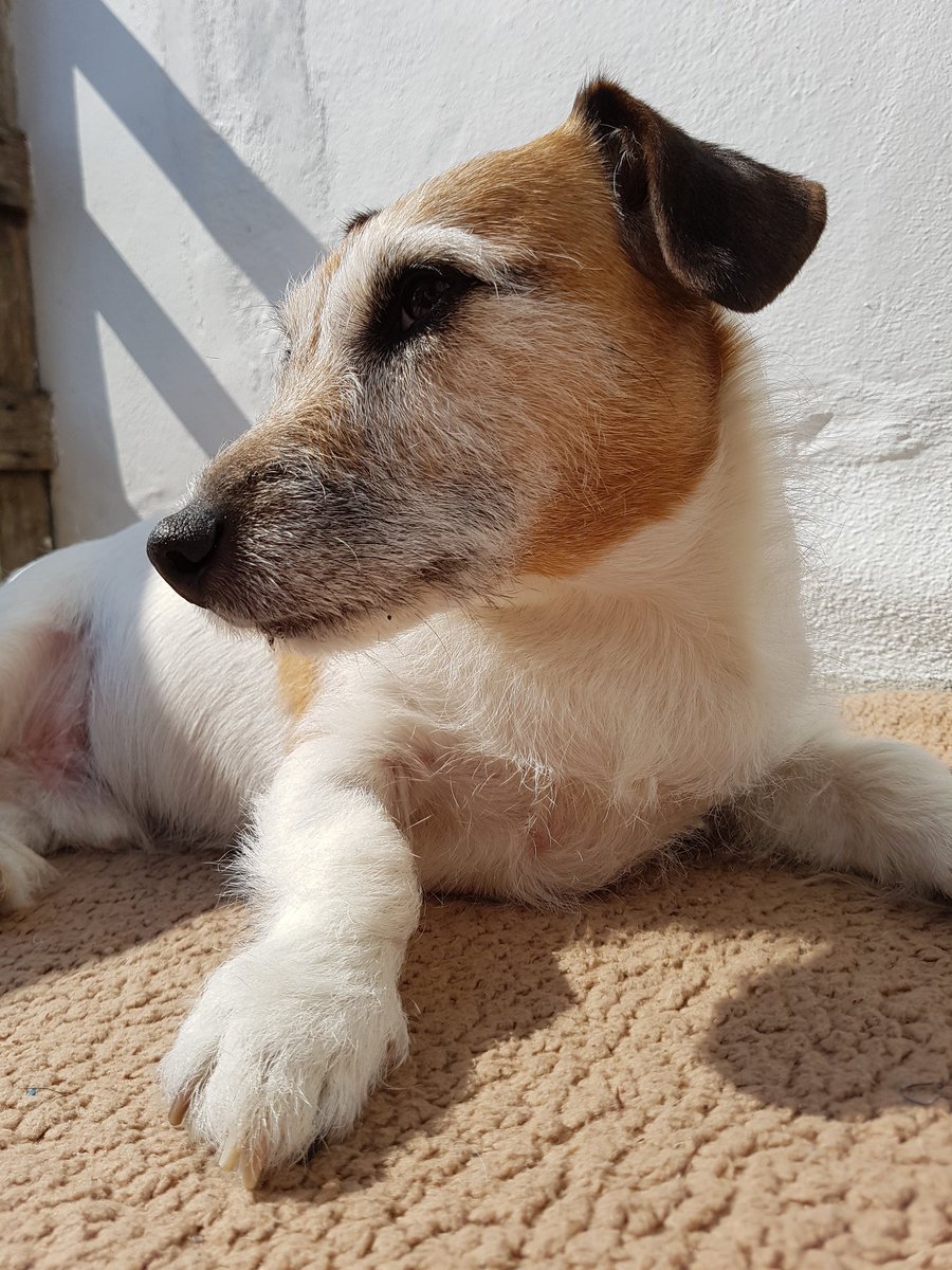 ziggy_paws's tweet photo. #sunnycornwall https://t.co/uGuS8Pe1qD