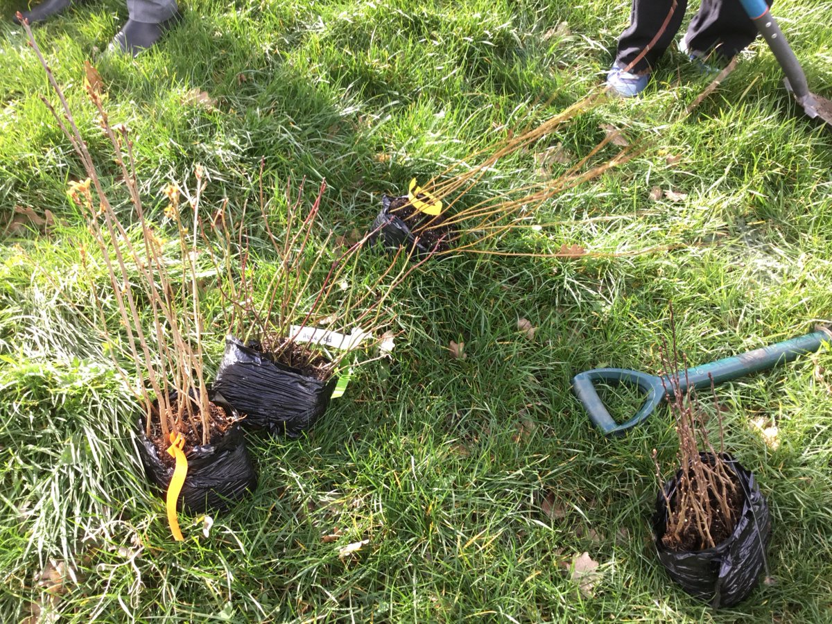 MrSimpsonSci's tweet photo. The Eco Warriors team have spent the past couple of weeks planting 420 tree saplings courtesy of @WoodlandTrust. Continuing our transformation of the school grounds to increase biodiversity. Well done girls! #eco #green #nature #science https://t.co/GEzd5PXTGG