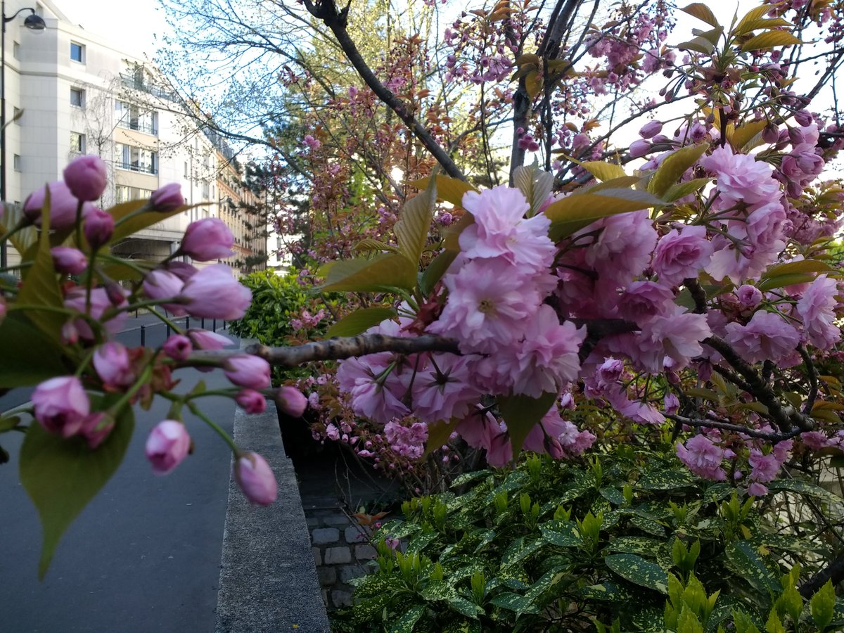 A photo of a branch of kwanzen cherry tree blossoms, several of which are budding and several of which are in full bloom.