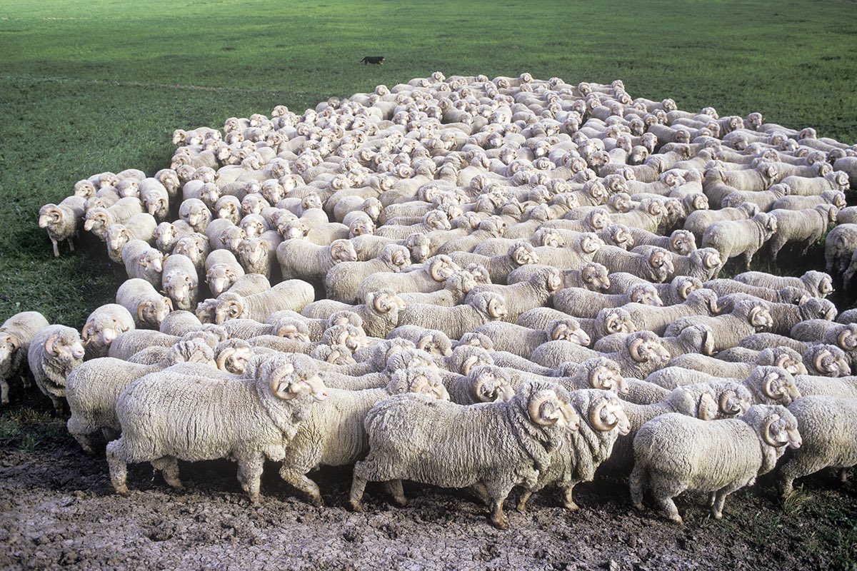 Chillin with the flock! #flockgoals #sheeparecool #sheep #besties