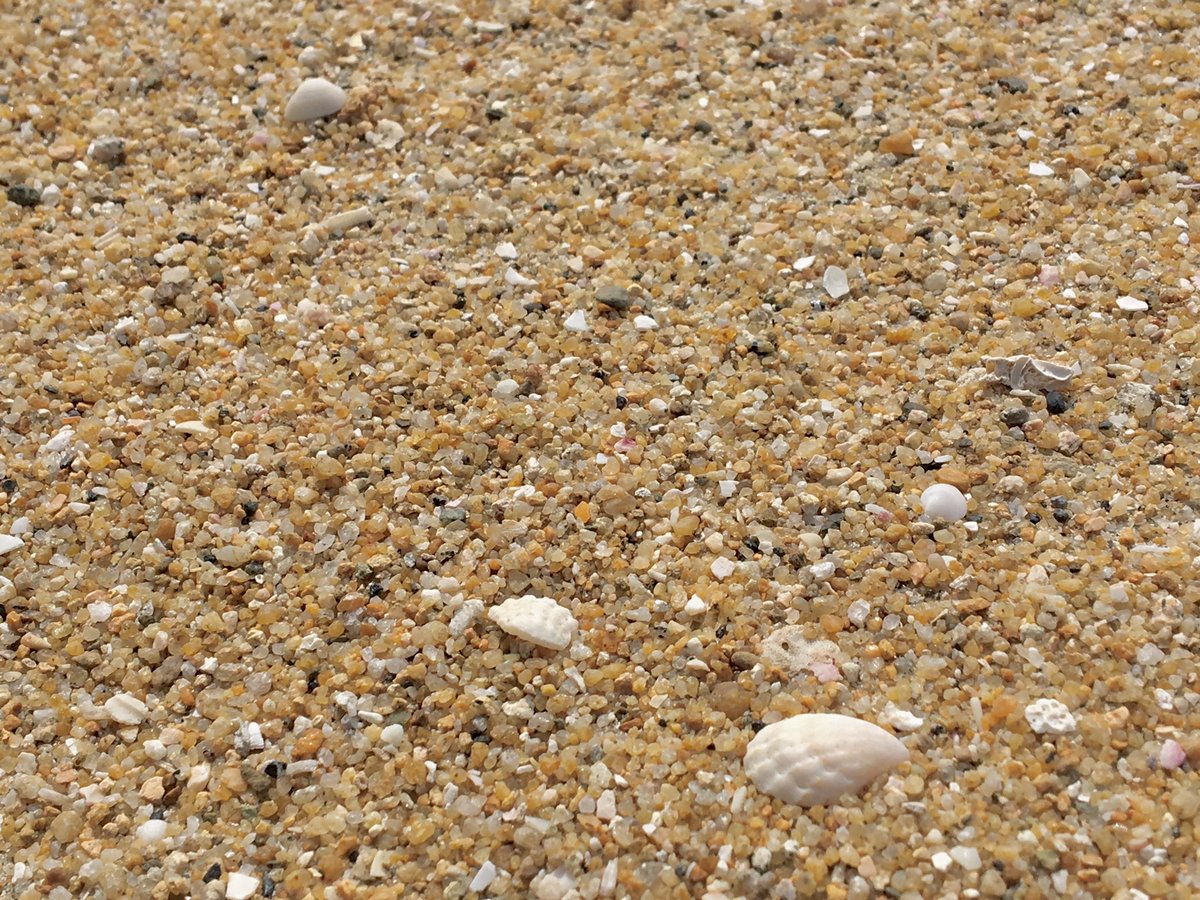 めんだこ 沼津産 おだやかでしたね波 やや黄色い砂で特別感があります