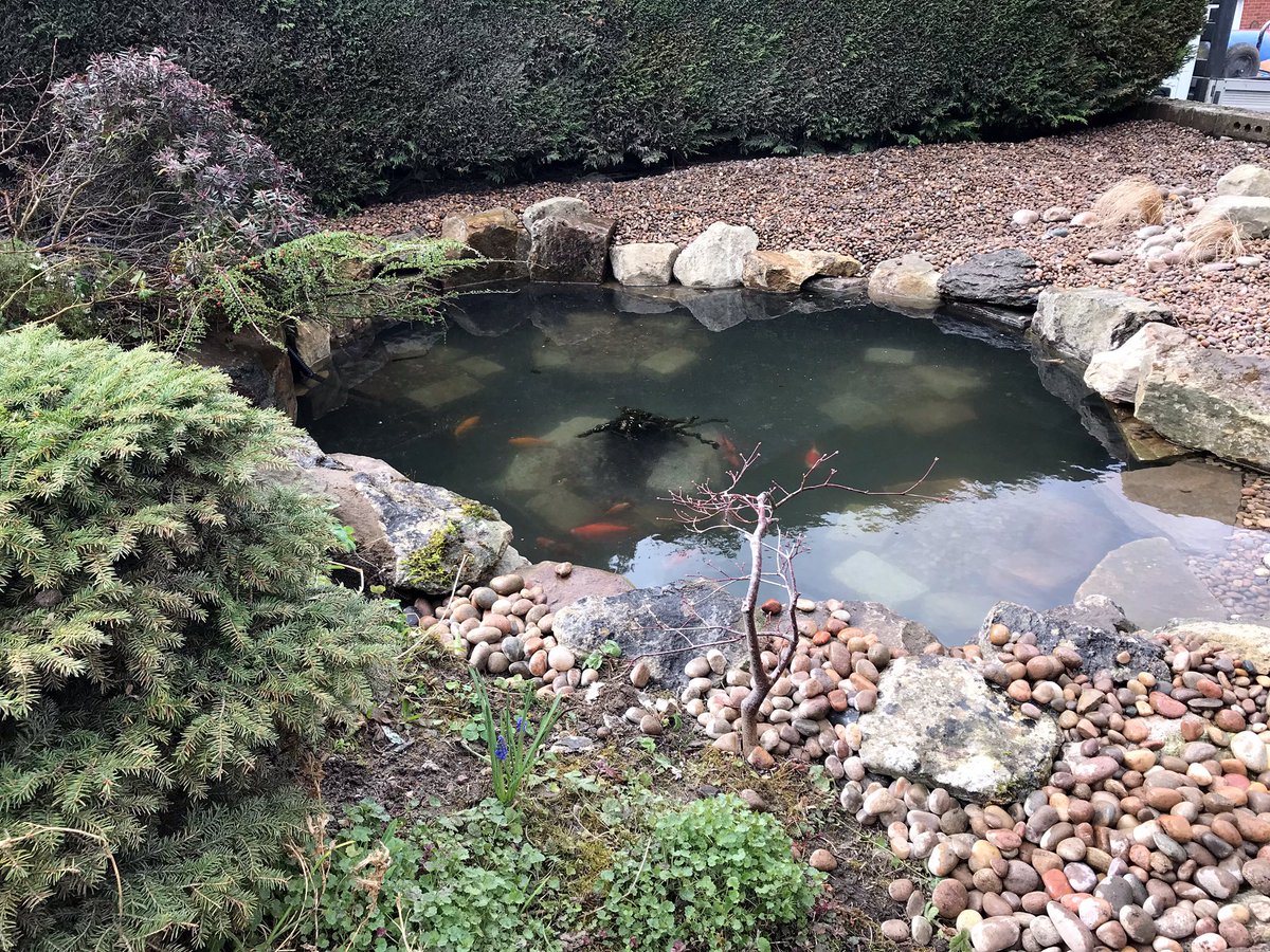 almondlandscape's tweet photo. Happy fishes today in their new home 💧🐟 #pond #frontgardenmakeover #aquaticlandscaping https://t.co/nNMieKisg0