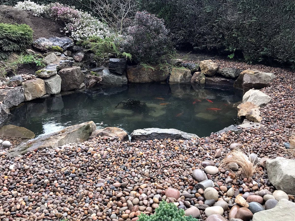 almondlandscape's tweet photo. Happy fishes today in their new home 💧🐟 #pond #frontgardenmakeover #aquaticlandscaping https://t.co/nNMieKisg0