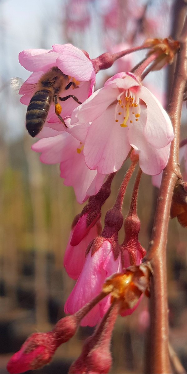 _LandscapeArt's tweet photo. Prunus serrulata
Süs kirazı çiçekleri açmaya başladı 
#Sakura https://t.co/XSPTLtSVJf