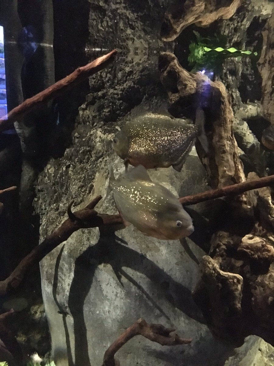 jessica_minett's tweet photo. One of the most feared freshwater fish #Piranha! #FishLIVE @ba_whittaker @Ed_Pope https://t.co/ufZLwHQgMP