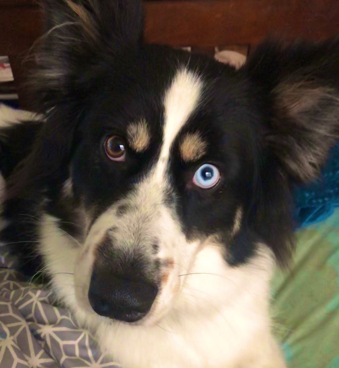 thesunshinesage's tweet photo. Me : (lets dog back inside her after five minute potty break)
Dog : (prances excitedly) “Oh My Paws! I am so glad to see you! It’s been ages! Is it cuddle time now?”

Why can’t people be more like dogs? #AussieMix #HuskyMix #ilikebigmuttsandicannotlie https://t.co/p9q9wrDjNo