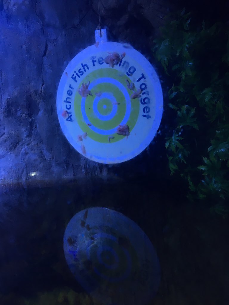 ba_whittaker's tweet photo. Loving the archerfish exhibit - spitting water to knock food into the water #FishLIVE @Ed_Pope @jessica_minett https://t.co/BP6HTFyW56