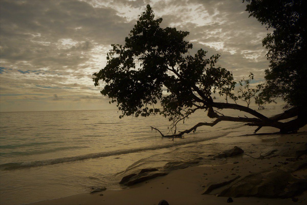 NITIAayog's tweet photo. Tree houses. Forest walks. Glass boats.  

Eco-tourism activities are providing cost-effective connectivity &amp; new avenues of economic activity across #Andaman &amp; Nicobar and #Lakshadweep Islands.

#IncredibleIslandsofIndia stewarding sustainable tourism! https://t.co/nQpKSyyOe6