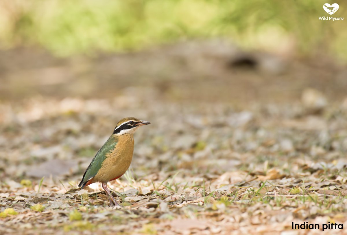 wildmysuru's tweet photo. Indian Pitta - ನವರಂಗ .... It's a migratory bird from Himalayas to Mysuru Region.
.
.
.
.
.
#mysuru #mysore #wildmysuru #wildmysore #pitta #indianpitta #birdsofmysore #birdsofmysuru #wildlife #wild #birds https://t.co/iZeTMscVn4