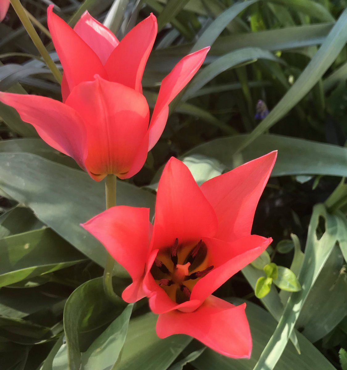 টইটর Tulpenliefde হযশটযগ - 