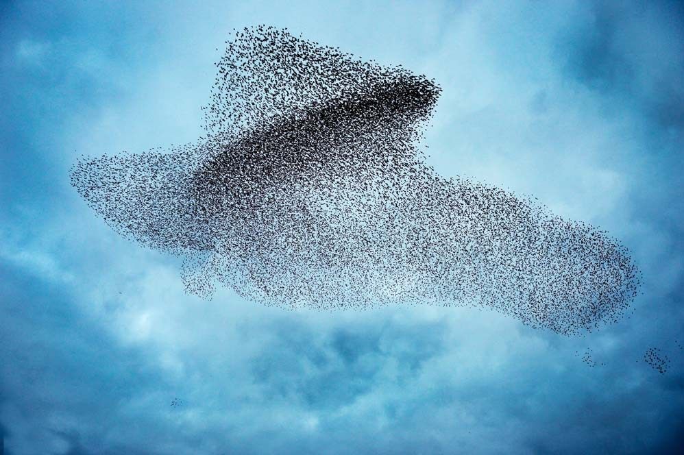 FuturebirdsDe's tweet photo. Schwarmintelligenz nutzen um innovative Ideen zu kreieren - wie das geht? Lest es selbst in unserem neuen Blogbeitrag. Dort erklären wir euch, wie Internal Crowdfunding funktioniert und führen auf, bei welchen Problemen es eine tolle Lösung darstellt 😊

https://t.co/hJE7yTwc4t https://t.co/ULw3Bnty7i