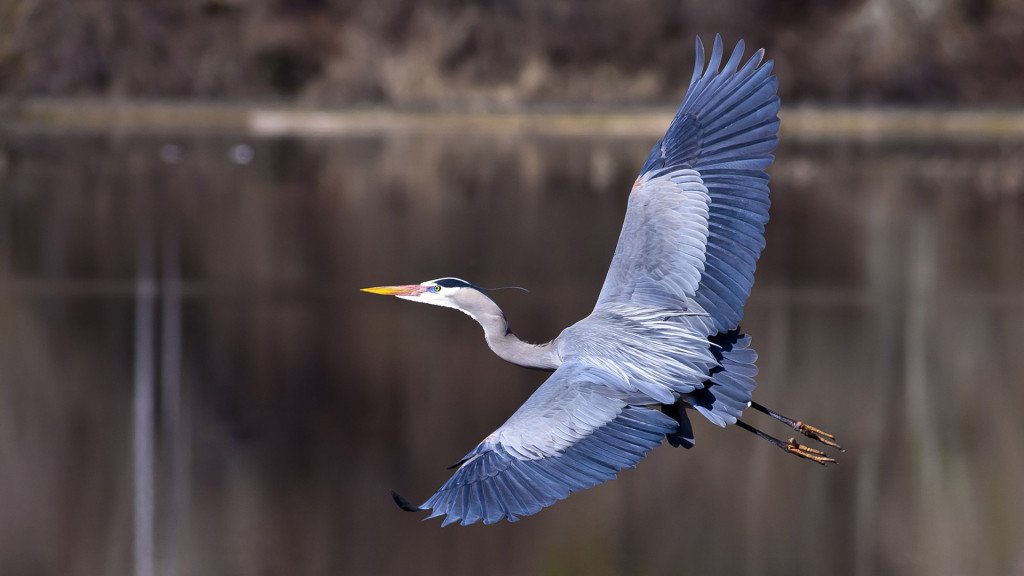 Our landscape is a #birdwatching paradise, offering over 200 species to find in  a variety of habitats: bit.ly/2DdvM8s #birding #blueheron