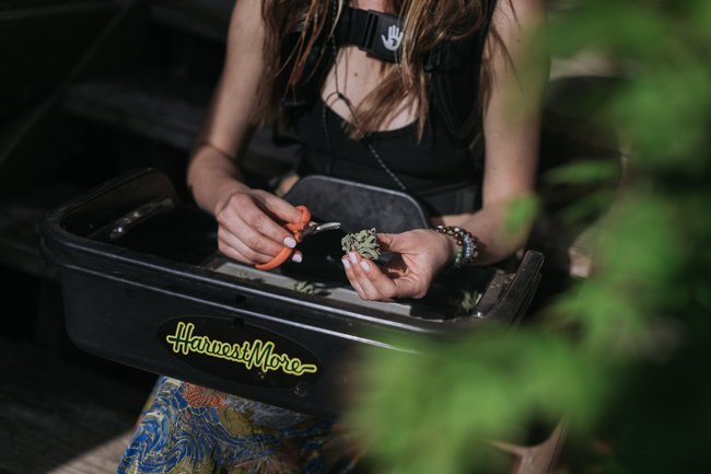 Can anyone guess what she is doing? :) 

#cannabispreperation