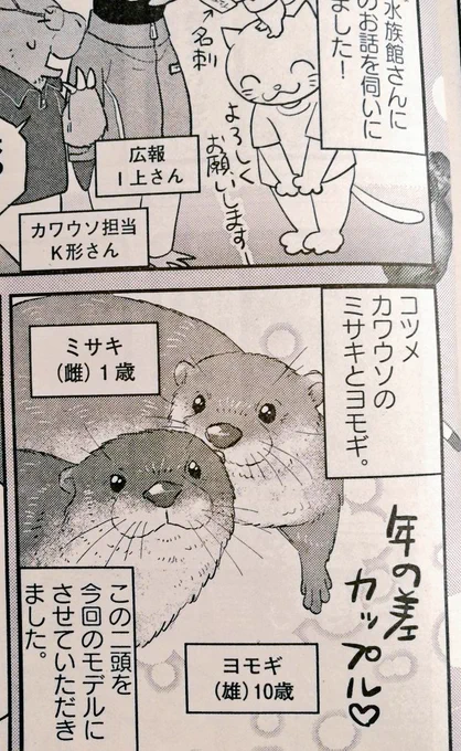 取材させて頂いた、新江ノ島水族館さんのカワウソめっちゃくちゃ可愛かったです…ミサキちゃんとヨモギくん…年の差カップルかわい… 
