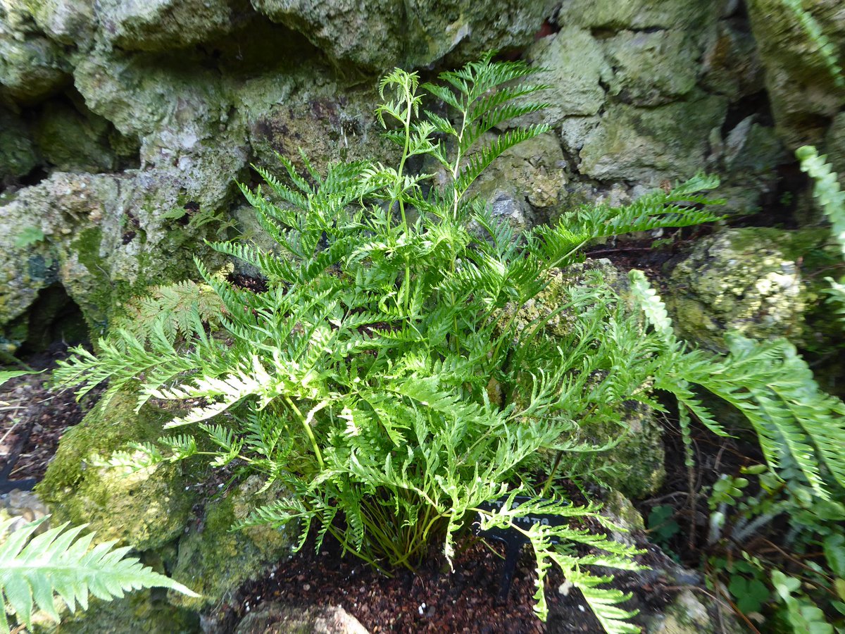 FernBPS's tweet photo. Pteris dentata for #FernFriday this week, growing in the Southport Fernery. The Fernery was featured in 'Britain in Bloom' on BBC2 last night. We have added many more plants since July last year, including this! https://t.co/gqJqFSzOC4