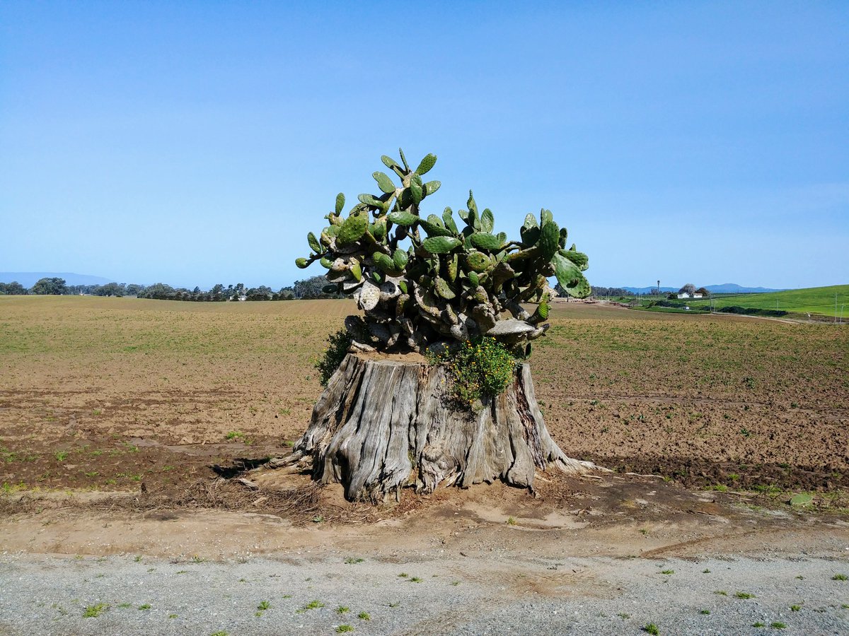 captainandcurly's tweet photo. Look at this beauty growing out of a old tree stump. https://t.co/Cs0IybRx3Q