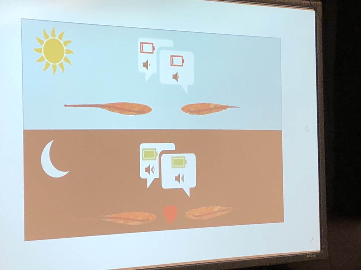 Thesis and Major Project SnapShot @cbu #CBUStudentResearch <a href="/CBUSU/">CBU Students' Union</a>
Victoria Ivey <a href="/CBUBiology/">CBU Biology Department</a> “Day-night cycling and sex differences in gene expression and protein characterization in the electric organ of the gymnotiform fish #Brachyhypopomus_Gauderio “ supervised by <a href="/VL_Salazar/">Vielka Salazar (she/her)</a>