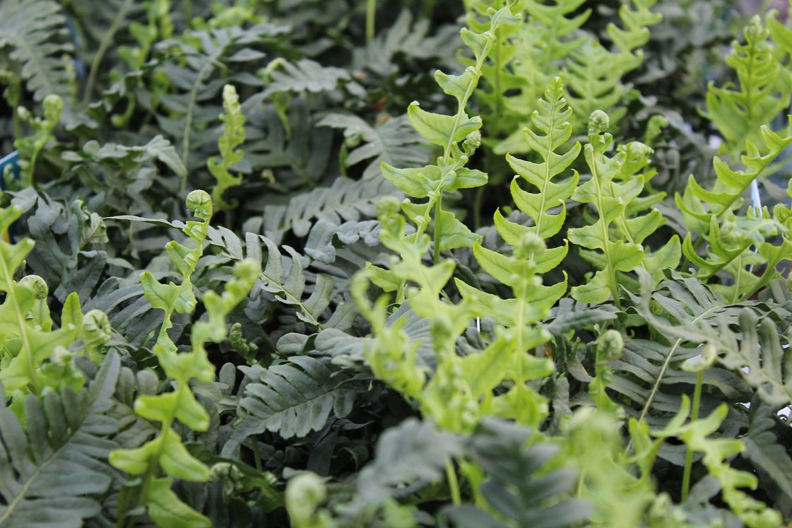 Onze varens lopen uit 🤩! Mooie kleuren &amp; magnifieke kracht💪🏻 om nieuwe bladeren te maken 🌱

#Amigra #ferns #affinis #erythrosora #polystichum #polypodium #kwekerij #winterhard