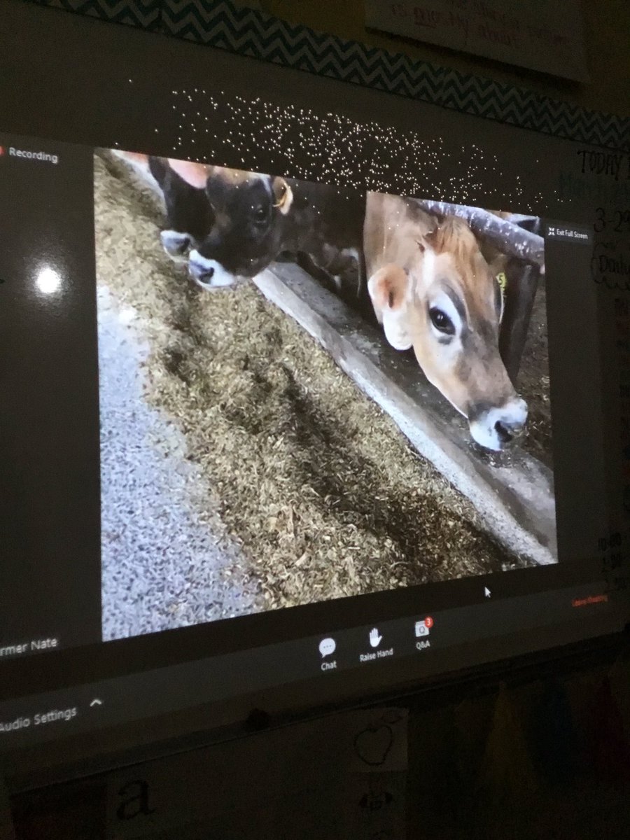 Mrs. Schaber (@mrsschaber) on Twitter photo Today we went on a virtual farm tour of Dutch Hollow Dairy Farm! We learned so much!🥛<a href="/CubsKp24/">Kennedy Park School #24</a> Today we went on a virtual farm tour of Dutch Hollow Dairy Farm! We learned so much!🥛<a href="/CubsKp24/">Kennedy Park School #24</a>
