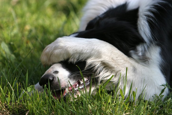 GoHealthyPaws's tweet photo. Isn't it cute when dogs cover their faces with their paws? Find out why pups have this habit! From our friends at @Cuteness https://t.co/vkz4I9D2Le https://t.co/dw7i5oAwWy