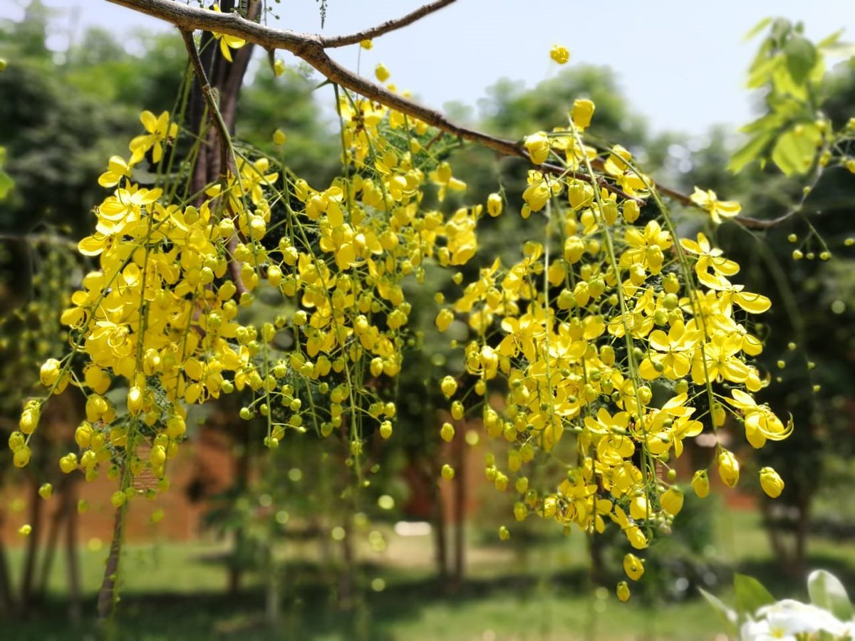 ishafoundation's tweet photo. You've heard of "beauty with brains", but how about "beauty with gains", that too medicinal ones? Found around #IshaYogaCenter, the golden shower tree's flowers called Konrai poo in Tamil or Amaltaas in Hindi is used in Ayurveda for curing fever, pain, asthma &amp; to purify blood. https://t.co/vdoUW0VFe5