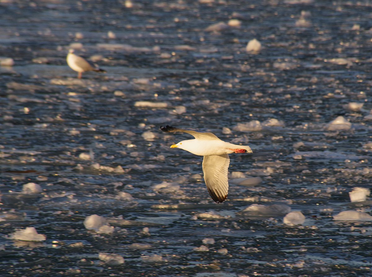 williams_emsie's tweet image. It is #weekend ! Time to chill and fly under the radar. @GoderichDwntown @GoderichTourism @GoderichSStar #PortOfGoderich #spring #birdwatching