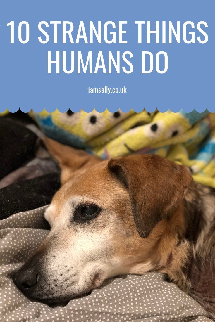 SlappyBear's tweet photo. 10 Strange Things Humans Do #dogs #pets #animals  https://t.co/LhirvMFeVv RT @iamsallydog https://t.co/uTCrvAfdna