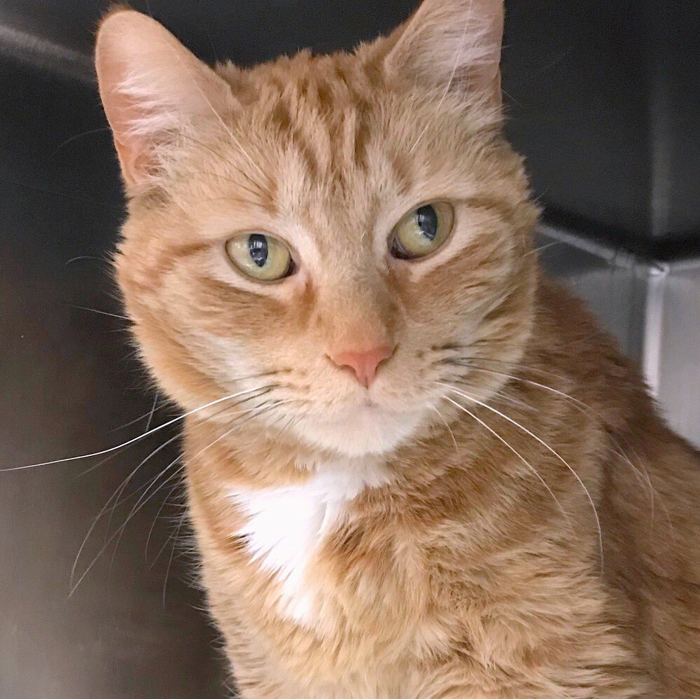 MorrisAnimal's tweet photo. Handsome cat Tom suggested they make a credit card named “Hamilton”, so places could say they accept ‘AmEx and/or Hamilton’ 🎶 #ThenTheLaughterStarted. He was serious! Adopt: https://t.co/BoOaqehnSk. https://t.co/zJWRVaMYjp